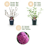 Green boutiQ - Gartenpflanze - Buddleja davidii Pink Delight - Schmetterlingsstrauch - Winterhart - Rosa - 3 Pflanzen - Topf 17cm - Höhe 45cm
