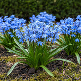 Green boutiQ - Blumenzwiebeln - Scilla Siberica - Farbe Violett - 50 Stück - Zwiebelgröße 7/8 - XXL Pack