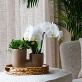 Kolibri Orchids | Set aus weißer Orchidee Zürich und Sukkulente im Tube-Ziertopf Sand - Topfgröße Ø9cm | blühende Zimmerpflanze - frisch vom Züchter