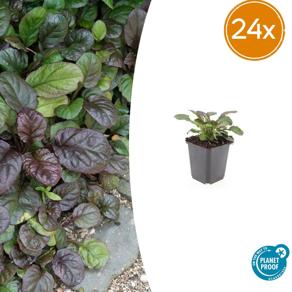 Bugle rampante Catlin's Giant en godet - Ajuga reptans - H 10-25 cm, pot Ø9 cm - photo 7