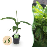 Green boutiQ - Obstpflanze - Bananenpflanze - Musa Basjoo - Winterhart - 6 Pflanzen - Topf 12cm Höhe 30cm