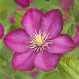 Green boutiQ - Kletterpflanze - Clematis Ville de Lyon - Blüte Rosa - Pflegeleicht - 2 Pflanzen - Topf 11cm Höhe 40cm