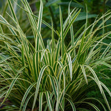 Green boutiQ - Ziergräser - Carex morrowii Ice Dance - Weiß & Grün - 2 Pflanzen - Immergrün - Pflegeleicht - Topf 17cm Höhe 50cm