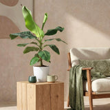Green BoutiQ - Zimmerpflanzen - Musa acuminata Dwarf Cavendish - Bananenpflanze - Pflegeleicht - Grün - 1 Pflanze - mit Übertopf Grau - Topf 21cm - Höhe 70-75cm