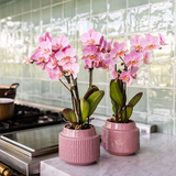 Kolibri Orchids – Überraschungsbox-Mix – einfarbige Pflanzen-Vorteilsbox – Überraschungsbox mit 2 Orchideen Ø 9 cm – frisch vom Züchter