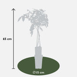 2x Blauregen sinensis 'Prolific' - ↨65cm - Ø15