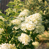 Hortensia paniculé Limelight - Hydrangea paniculata - H 20-30 cm, pot Ø12 cm - photo 6