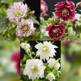 Green boutiQ - Gartenpflanze - Lenzrose - Helleborus orientalis Double Tricolour - Rosa - Rote - Weiße Blüte - 3 Pflanzen - Immergrün - Topf 14cm Höhe 35cm