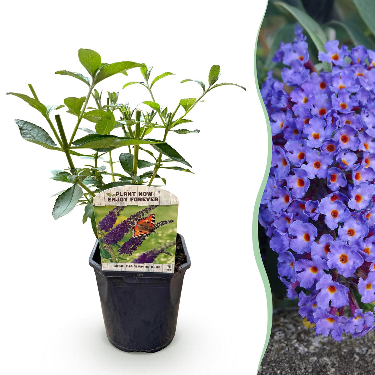 Green boutiQ - Sommerflieder - Buddleja davidii Empire Blue - Blüten Blau - 1 Pflanze - Laubabwerfend - Schmetterlingsanziehend - Topf 17cm Höhe 25cm