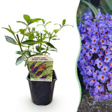 Green boutiQ - Sommerflieder - Buddleja davidii Empire Blue - Blüten Blau - 1 Pflanze - Laubabwerfend - Schmetterlingsanziehend - Topf 17cm Höhe 25cm