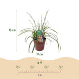 Green boutiQ - Ziergräser - Carex morrowii Ice Dance - Weiß & Grün - 2 Pflanzen - Immergrün - Pflegeleicht - Topf 17cm Höhe 50cm