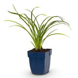 Hémérocalle Stella de Oro - H 15-25 cm, pot Ø11 cm