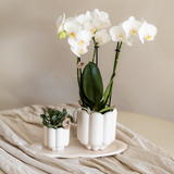 Kolibri Orchids | Geschenkset Retro Weiß | Weiße Gibraltar Orchidee Ø9cm + grüne Pflanze Ø6cm – inkl. Übertöpfe & weißes Tablett – frisch vom Züchter