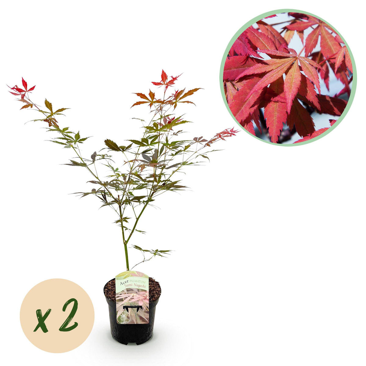 Green boutiQ - Terrassenpflanze - Japanischer Ahorn - Acer palmatum Sumi-nagashi - Rot - 2 Pflanzen - Laubabwerfend - Topf 19cm Höhe 70cm
