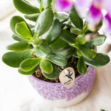 Kolibri Company | Pflanzenset Bloom Purple | Lila Vienna Orchidee + Grünpflanzen inkl. Übertöpfe