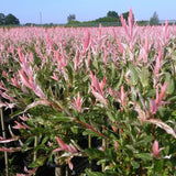 Saule crevette Flamingo - H 70-80 cm, pot Ø17 cm