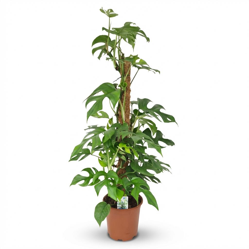 Green boutiQ - Zimmerpflanze - Mini Monstera - Monstera Minima am Moosstab - Grün - Pflegeleicht - 1 Pflanze - Topf 19cm - Höhe 90cm