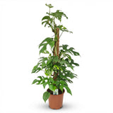 Green boutiQ - Zimmerpflanze - Mini Monstera - Monstera Minima am Moosstab - Grün - Pflegeleicht - 1 Pflanze - Topf 19cm - Höhe 90cm