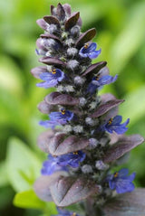 Bugle rampante Catlin's Giant en godet - Ajuga reptans - H 10-25 cm, pot Ø9 cm - photo 6