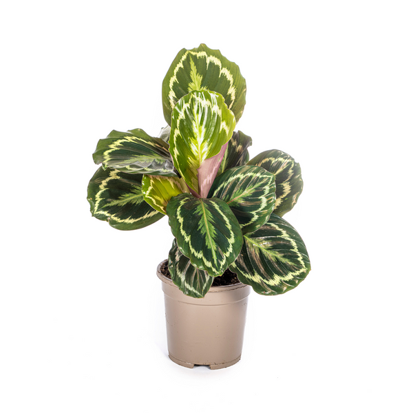 Calathea Medaillon Ø17cm - ↕40 - 50cm
