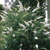 Green boutiQ - Gartenpflanze - Buddleja davidii White Profusion - Schmetterlingsflieder - Winterhart - Weiß - 3 Pflanzen - Topf 17cm - Höhe 45cm