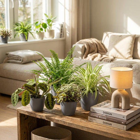 Green boutiQ - Zimmerpflanze - Grünlilie - Maranta - Kallisie - Schwertfarn - 4er-Mix - Haustierfreundliche Pflanzen - Grün - 4 Pflanzen - mit Korb - Topf 12cm - Höhe 25cm