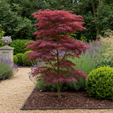 Green boutiQ - Terrassenpflanze - Japanischer Ahorn - Acer palmatum Trompenburg - Dunkellila - 2 Pflanzen - Laubabwerfend - Topf 19cm Höhe 70cm