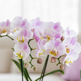 Kolibri Orchids | Rosa Orchidee Portugal + Bloom Übertopf - Topfgröße Ø9cm | blühende Zimmerpflanze - frisch vom Züchter