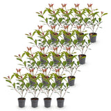 Kit haie Photinia Carré Rouge - H 25-35 cm, pot Ø9 cm