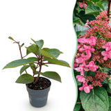 Green boutiQ - Gartenpflanze - Hydrangea paniculata Living Infinity - Rispenhortensie - Winterhart - Weiß - 1 Pflanze - Topf 12cm - Höhe 20-30cm