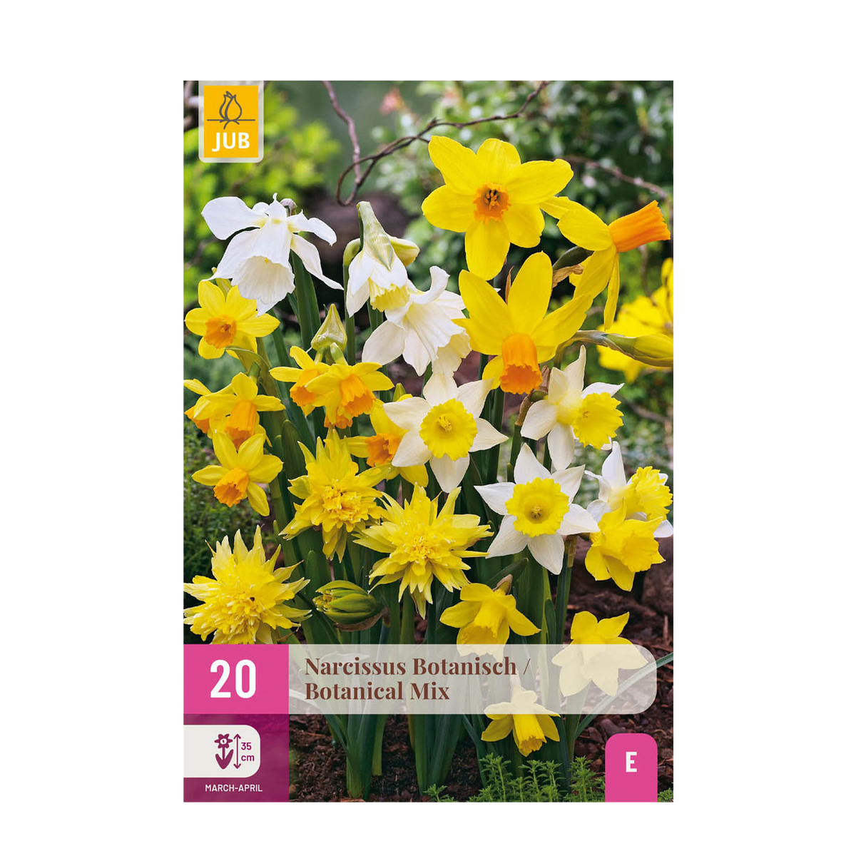 Green boutiQ - Blumenzwiebeln - Narzissen Botanical Mix - Farbe Gelb und Weiß - 20 Stück - Zwiebelgröße 10/12 - XXL Pack