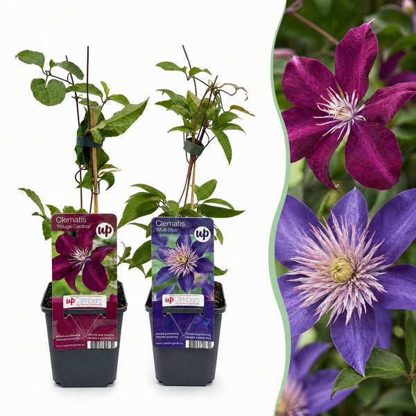 Clématites en duo bleu et rouge - 2 plants