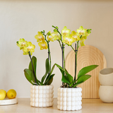 Kolibri Company | Pflanzset Poppy White Yellow | Gelbe Albenga Orchidee inkl. Keramik-Übertöpfe – Topfgröße Ø9 cm
