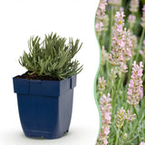 Lavande Rosea - H 15-25 cm, pot Ø11 cm