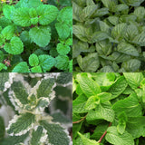 Green boutiQ - Staudenbeet-Paket - Teekräuter - 24 Stauden - 3 m2 - Verschiedene Farben - Wenig Pflege - Topf 11cm