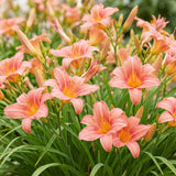 Hémérocalle Pink Damask - Lis d'un jour rose saumon - H 15-25 cm, pot Ø11 cm