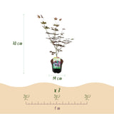 Green boutiQ - Terrassenpflanze - Japanischer Ahorn - Acer palmatum Trompenburg - Dunkellila - 2 Pflanzen - Laubabwerfend - Topf 19cm Höhe 70cm