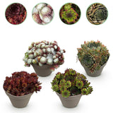 Green boutiQ - Bodendecker - Winterhart - Sempervivum Big Sam - 4 Pflanzen - Verschiedene Farben - Pflegeleicht - Topf 14 Höhe 17