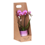 Orchidée Phalaenopsis rose-violet Mineral Vienna - cache-pot Gradience lilas et boîte cadeau - pot Ø9 cm