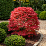 Green boutiQ - Terrassenpflanze - Japanischer Ahorn - Acer palmatum Shaina - Rot - 2 Pflanzen - Laubabwerfend - Topf 19cm Höhe 70cm
