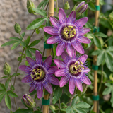 Passiflore Lavender Lady - Passiflora - H 35 cm, pot Ø9 cm - photo 3