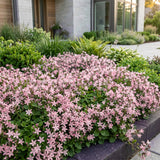 Campanule des murs Lisduggan Variety - 12 plants - H 15-25 cm, pot Ø11 cm