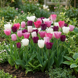 Tulipe en mélange pastel