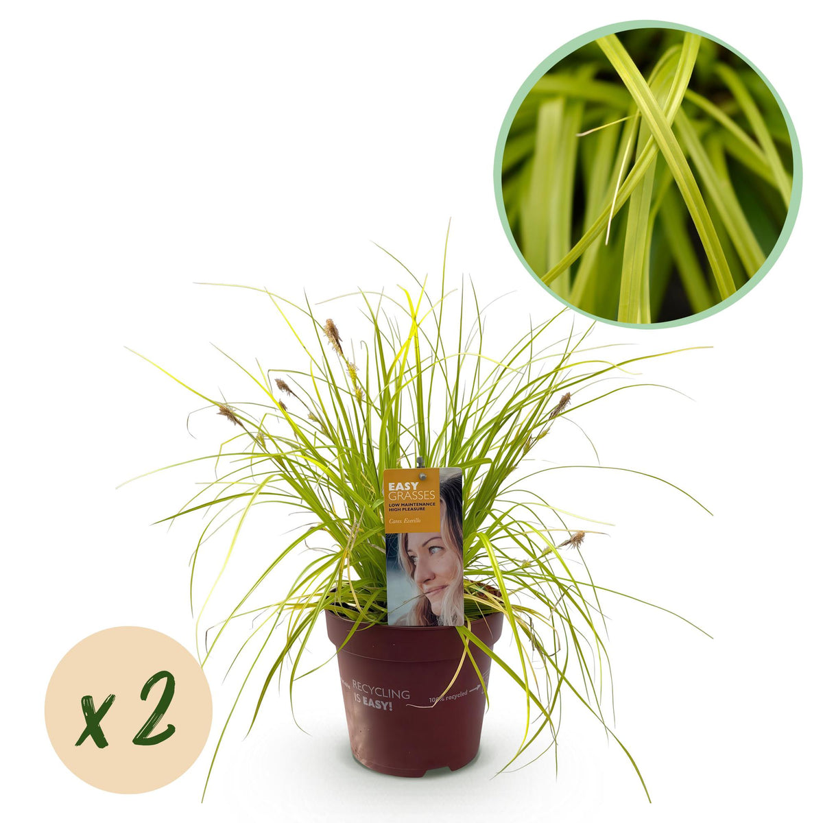 Green boutiQ - Ziergräser - Carex oshimensis Everillo - Gelb - 2 Pflanzen - Immergrün - Wenig Pflege - Topf 17cm Höhe 50cm