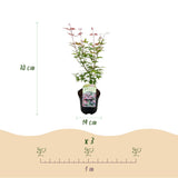 Green boutiQ - Terrasplant - Japanischer Ahorn - Acer palmatum Phoenix - Rosa - 1 Pflanze - Laubabwerfend - Topf 19cm Höhe 70cm