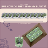12 x 6er-Set Lavendel angustifolia – 72 x Ø7 cm – ↕15 cm