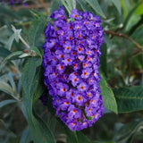 Green boutiQ - Gartenpflanze - Buddleja davidii Empire Blue - Sommerflieder - Winterhart - Blau - 3 Pflanzen - Topf 17cm - Höhe 45cm