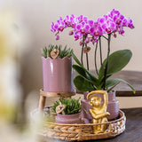 Orchidée Phalaenopsis rose-violet Mineral Frederikstad et 2 succulentes - coffret Desert Summer violet - pot Ø9 cm