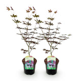 Green boutiQ - Terrassenpflanze - Japanischer Ahorn - Acer palmatum Trompenburg - Dunkellila - 2 Pflanzen - Laubabwerfend - Topf 19cm Höhe 70cm