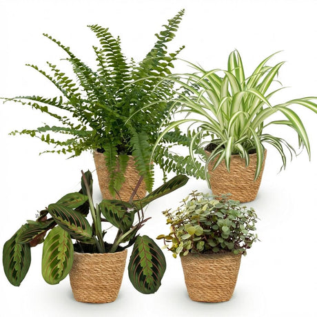 Green boutiQ - Zimmerpflanze - Grünlilie - Maranta - Kallisie - Schwertfarn - 4er-Mix - Haustierfreundliche Pflanzen - Grün - 4 Pflanzen - mit Korb - Topf 12cm - Höhe 25cm